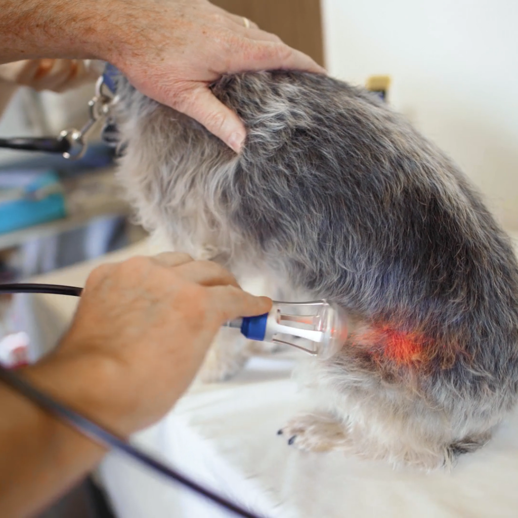 Laser Treatment - Vets1Laser