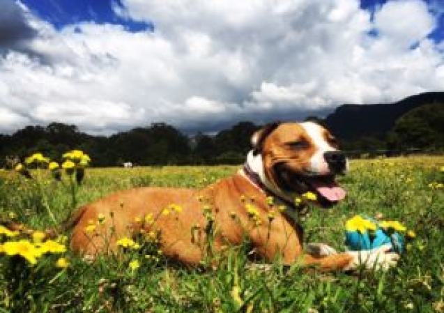 Tyson-in-Meadow-e1477524054364-300x244