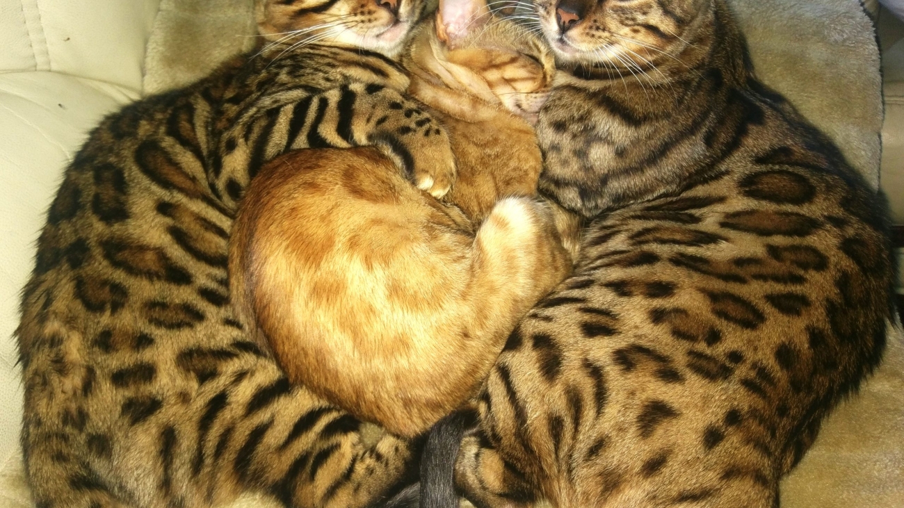 Bengal Love heart