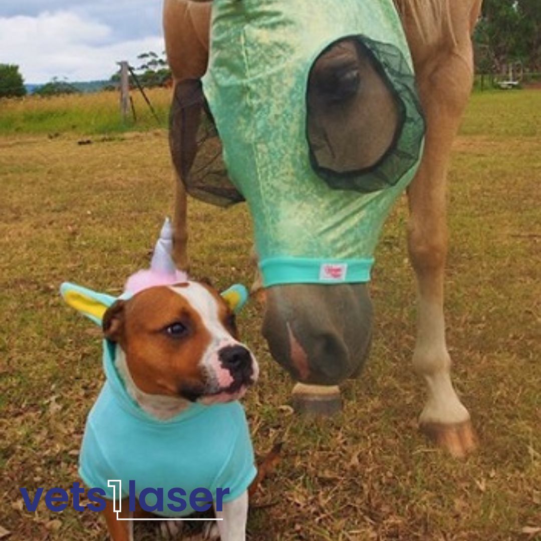 Ditch the Dress-ups - Vets1Laser