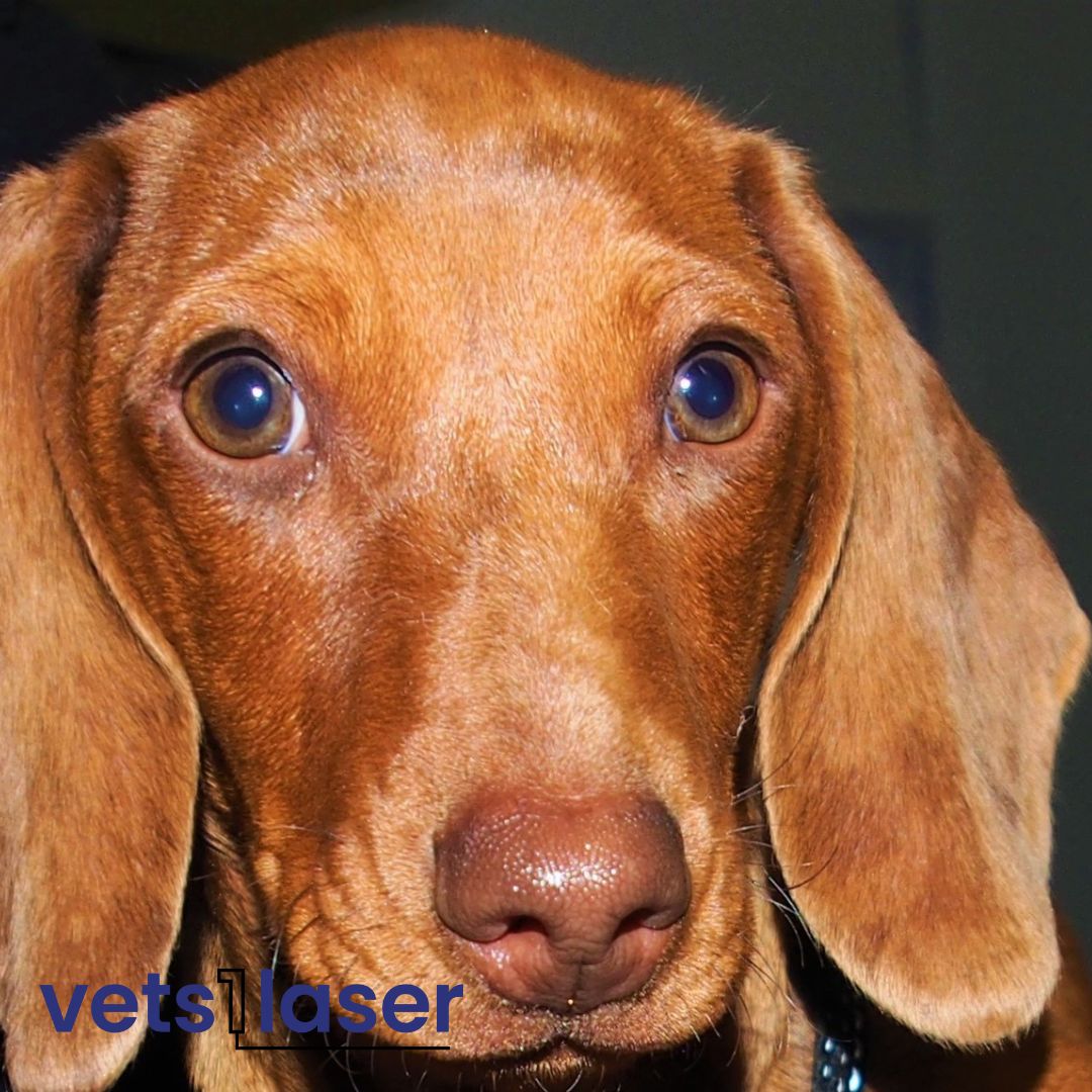 Pbmt glucose curves vets1laser