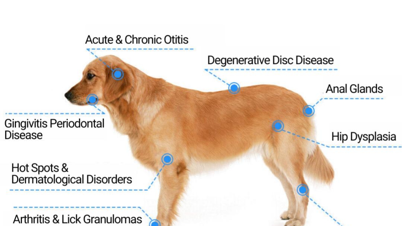 Veterinary Acupuncture-Dr Karina