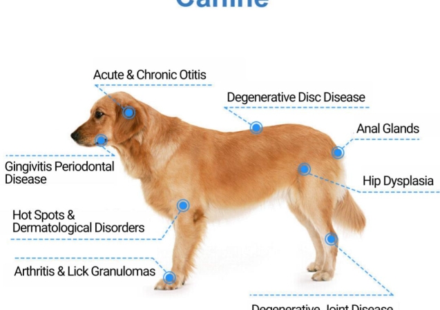 Veterinary Acupuncture-Dr Karina